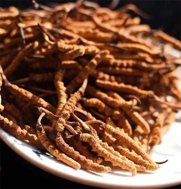 冬蟲(chóng)夏草的生長(zhǎng)過(guò)程 冬蟲(chóng)夏草的生長(zhǎng)需要特定的環(huán)境條件和時(shí)間周期