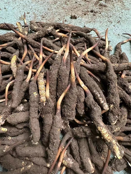 手術后能否食用冬蟲夏草？專家解答與術后康復建議