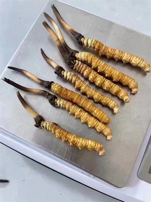 冬蟲夏草煮還是泡好？兩種食用方法的對比分析