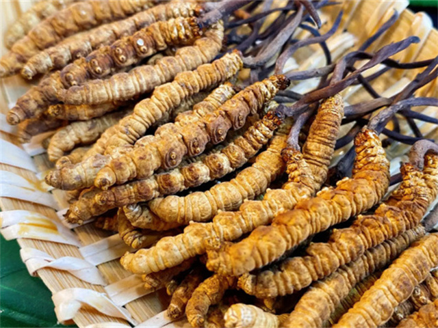 天然冬蟲夏草是怎么形成的？天然冬蟲夏草的形成過程