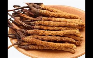 冬蟲夏草和蛹蟲草有哪些地方不一樣？冬蟲夏草和蛹蟲草6個方面的區(qū)別