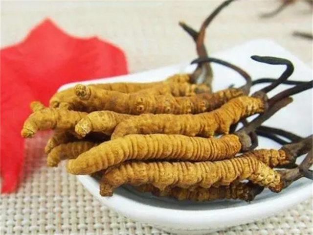 冬蟲夏草怎么食用？冬蟲夏草的4種食用方法