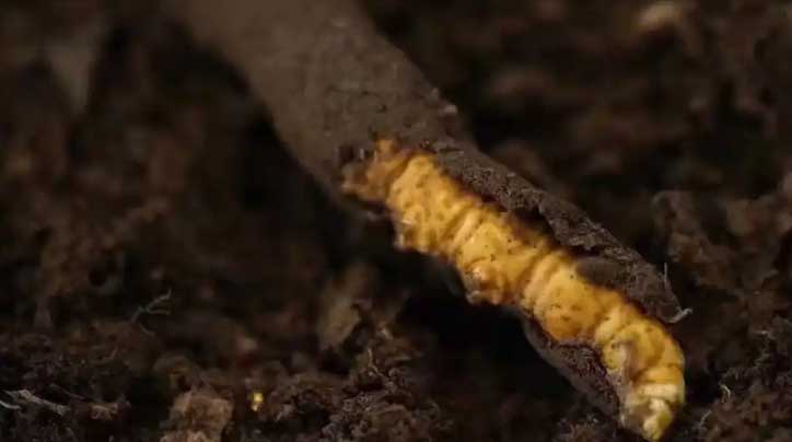 冬蟲夏草：高原之靈，健康之謎