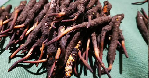 冬蟲(chóng)夏草2024年價(jià)格概覽與市場(chǎng)動(dòng)態(tài)