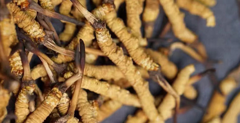 如何辨別那曲冬蟲(chóng)夏草的真?zhèn)?> </div>
            <div   id=