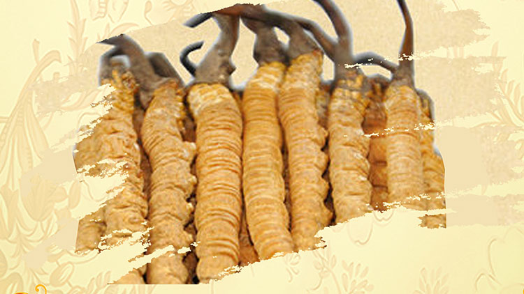 那曲蟲草買回家如何保存？這些小技巧要知道！