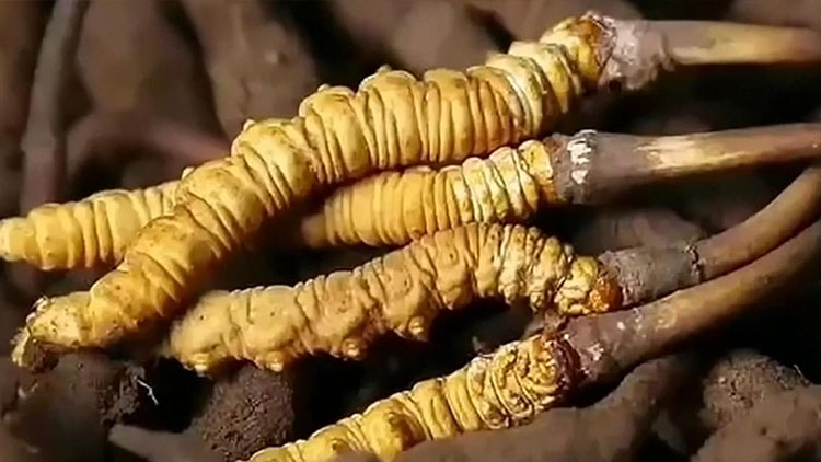  那曲蟲草市場(chǎng)亂象揭秘：如何避免買到假貨？