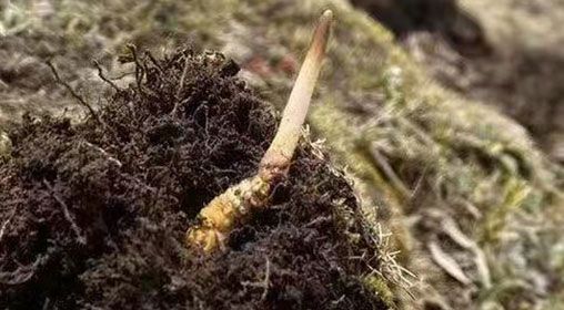 <a href=http://m.anyvice.com/xinxian/ target=_blank class=infotextkey>鮮冬蟲夏草</a>的多樣食用方法