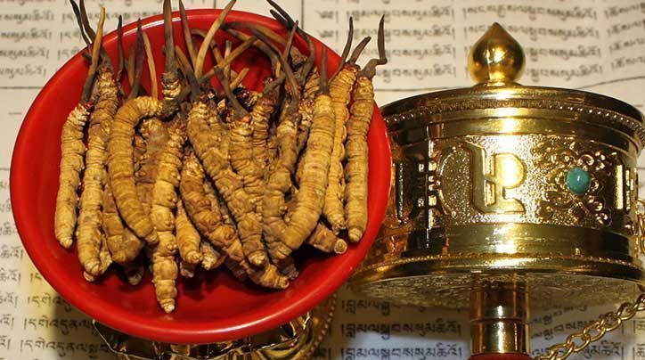 <a href=http://m.anyvice.com/ target=_blank class=infotextkey>那曲<a href=http://m.anyvice.com/ target=_blank class=infotextkey>冬蟲夏草</a></a>的有哪些藥用價值