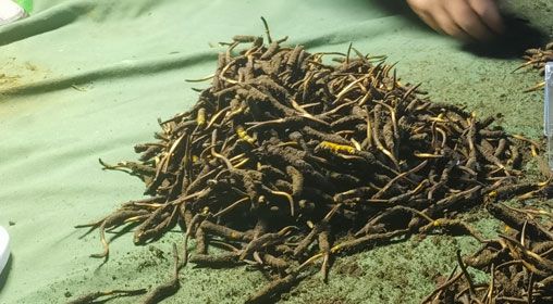 <a href=http://m.anyvice.com/xinxian/ target=_blank class=infotextkey>鮮冬蟲(chóng)夏草</a>的正確食用方法指南