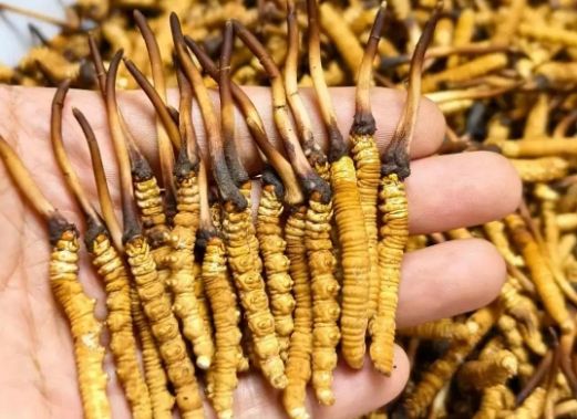 <a href=http://m.anyvice.com/sdph/zcw/ target=_blank class=infotextkey>珍草王冬蟲夏草</a>是真的嗎？