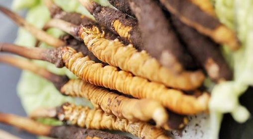 <a href=http://m.anyvice.com/xinxian/ target=_blank class=infotextkey>鮮冬蟲夏草</a>功效與食用方法詳解