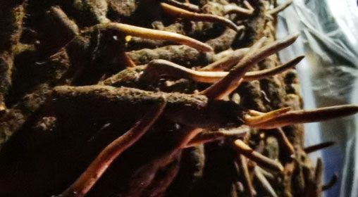 <a href=http://m.anyvice.com/xinxian/ target=_blank class=infotextkey>新<a href=http://m.anyvice.com/xinxian/ target=_blank class=infotextkey>鮮冬蟲(chóng)夏草</a></a>的多種食用方法