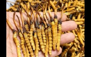 珍草王冬蟲夏草是真的嗎？揭秘珍稀藥材的真相