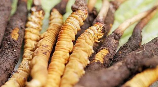 <a href=http://m.anyvice.com/xinxian/ target=_blank class=infotextkey>新<a href=http://m.anyvice.com/xinxian/ target=_blank class=infotextkey>鮮冬蟲夏草</a></a>怎么洗 