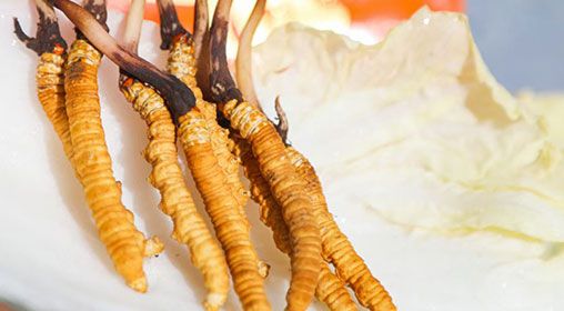 <a href=http://m.anyvice.com/xinxian/ target=_blank class=infotextkey>新<a href=http://m.anyvice.com/xinxian/ target=_blank class=infotextkey>鮮冬蟲夏草</a></a>燉燕窩