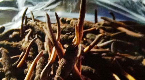 <a href=http://m.anyvice.com/xinxian/ target=_blank class=infotextkey>新<a href=http://m.anyvice.com/xinxian/ target=_blank class=infotextkey>鮮冬蟲(chóng)夏草</a></a>營(yíng)養(yǎng)有哪些呢