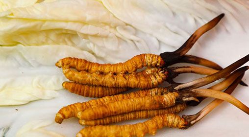 那曲雪域<a href=http://m.anyvice.com/xinxian/ target=_blank class=infotextkey>新<a href=http://m.anyvice.com/xinxian/ target=_blank class=infotextkey>鮮冬蟲夏草</a></a>