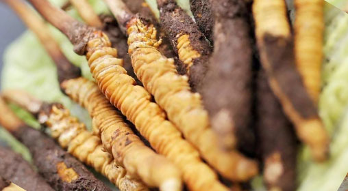 新鮮冬蟲夏草什么價(jià)格