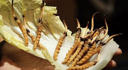 新鮮冬蟲(chóng)夏草枸杞泡水