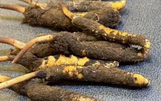 新鮮冬蟲(chóng)夏草壞了：原因、識(shí)別與應(yīng)對(duì)策略