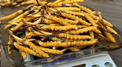 <a href=http://m.anyvice.com/s/brxcc target=_blank class=infotextkey>比如縣冬蟲夏草</a>新鮮度