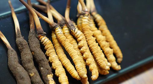 魚翅與<a href=http://m.anyvice.com/xinxian/ target=_blank class=infotextkey>新<a href=http://m.anyvice.com/xinxian/ target=_blank class=infotextkey>鮮冬蟲夏草</a></a>