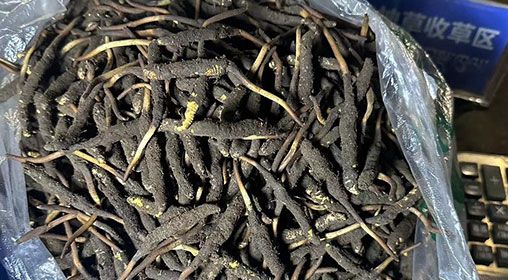 <a href=http://m.anyvice.com/xinxian/ target=_blank class=infotextkey>新<a href=http://m.anyvice.com/xinxian/ target=_blank class=infotextkey>鮮冬蟲夏草</a></a>出售