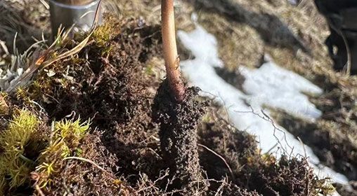 <a href=http://m.anyvice.com/xinxian/ target=_blank class=infotextkey>新<a href=http://m.anyvice.com/xinxian/ target=_blank class=infotextkey>鮮冬蟲夏草</a></a>存放