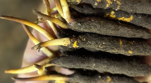 <a href=http://m.anyvice.com/xinxian/ target=_blank class=infotextkey>新<a href=http://m.anyvice.com/xinxian/ target=_blank class=infotextkey>鮮冬蟲夏草</a></a>晾曬