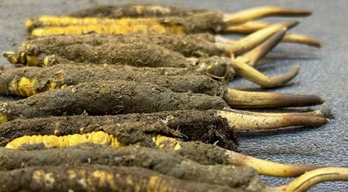 那曲新鮮冬蟲(chóng)夏草采摘