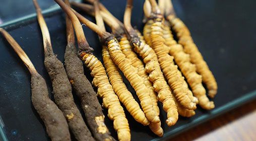 <a href=http://m.anyvice.com/xinxian/ target=_blank class=infotextkey>新<a href=http://m.anyvice.com/xinxian/ target=_blank class=infotextkey>鮮冬蟲夏草</a></a>做菜