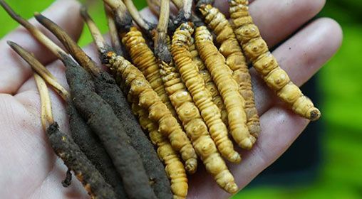 <a href=http://m.anyvice.com/xinxian/ target=_blank class=infotextkey>新<a href=http://m.anyvice.com/xinxian/ target=_blank class=infotextkey>鮮冬蟲夏草</a></a>服用