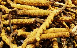 冬蟲夏草是什么味道？揭秘“軟黃金”的獨(dú)特風(fēng)味