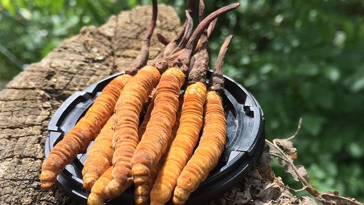 哪個(gè)牌子的冬蟲夏草好？2024年權(quán)威選購(gòu)指南