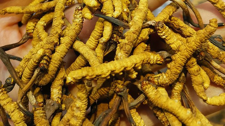 平陽(yáng)冬蟲夏草市場(chǎng)在哪里?2024年最新采購(gòu)指南