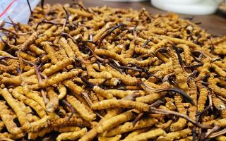 冬蟲(chóng)夏草價(jià)格解析：2024年市場(chǎng)行情指南