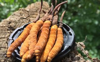 哪個(gè)牌子的冬蟲夏草好？2024年權(quán)威選購(gòu)指南