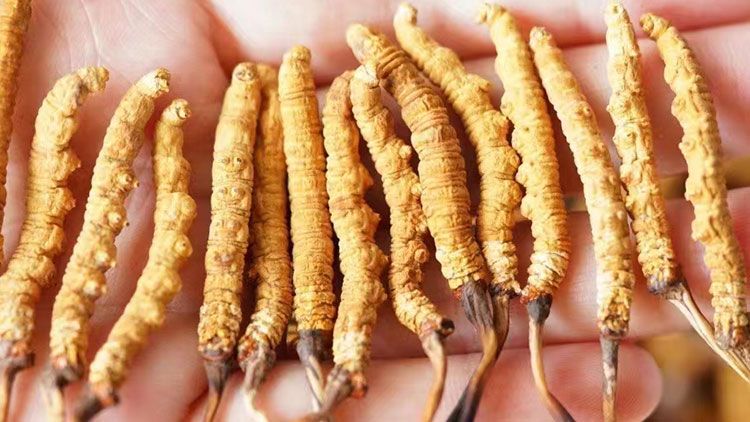 冬蟲夏草:自然界的陰陽調和大師