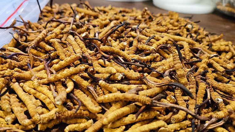 深圳<a href=http://m.anyvice.com/zhengce/ target=_blank class=infotextkey>冬蟲(chóng)夏草交易</a>市場(chǎng):南中國(guó)蟲(chóng)草貿(mào)易的黃金樞紐