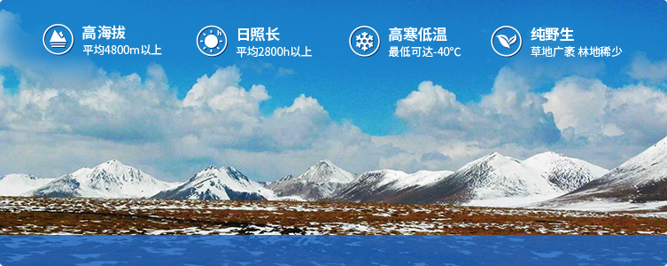 為什么說(shuō)西藏那曲的冬蟲(chóng)夏草，是品質(zhì)最好的蟲(chóng)草！