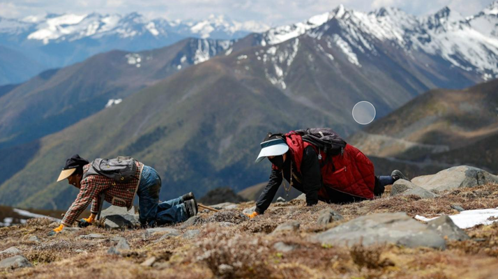 扎拉鄉(xiāng):冬蟲夏草的黃金產地