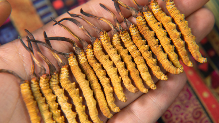 冬蟲夏草究竟多少錢一只？