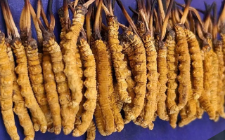 冬蟲夏草價(jià)格解析：一文讀懂 “軟黃金” 的價(jià)值密碼