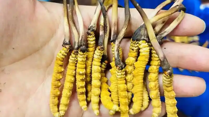 探秘<a href=http://m.anyvice.com/xinxian/ target=_blank class=infotextkey>新<a href=http://m.anyvice.com/xinxian/ target=_blank class=infotextkey>鮮冬蟲夏草</a></a>價(jià)格密碼