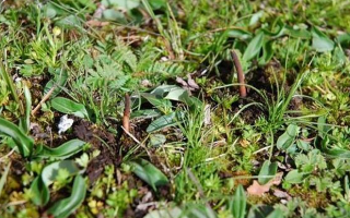 冬蟲(chóng)夏草干鮮之選：多維對(duì)比助你抉擇