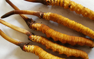 冬蟲(chóng)夏草鮮草保質(zhì)期全解析：科學(xué)儲(chǔ)存鎖住營(yíng)養(yǎng)