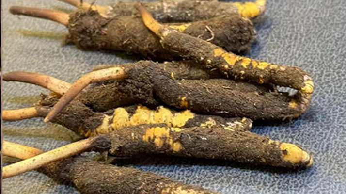 冬蟲夏草鮮草怎么吃？科學(xué)用量指南
