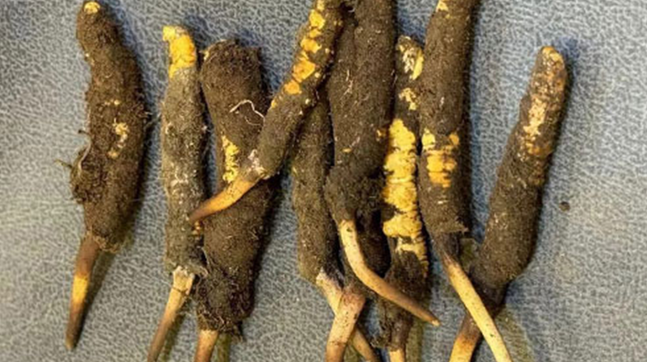 探秘那曲<a href=http://m.anyvice.com/xinxian/ target=_blank class=infotextkey>鮮冬蟲(chóng)夏草</a>的神奇功效