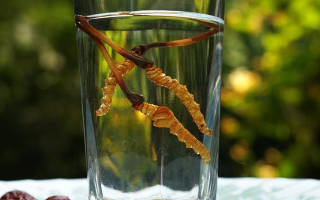 鮮冬蟲(chóng)夏草怎么泡好吃？這些配方讓滋補(bǔ)更有滋味